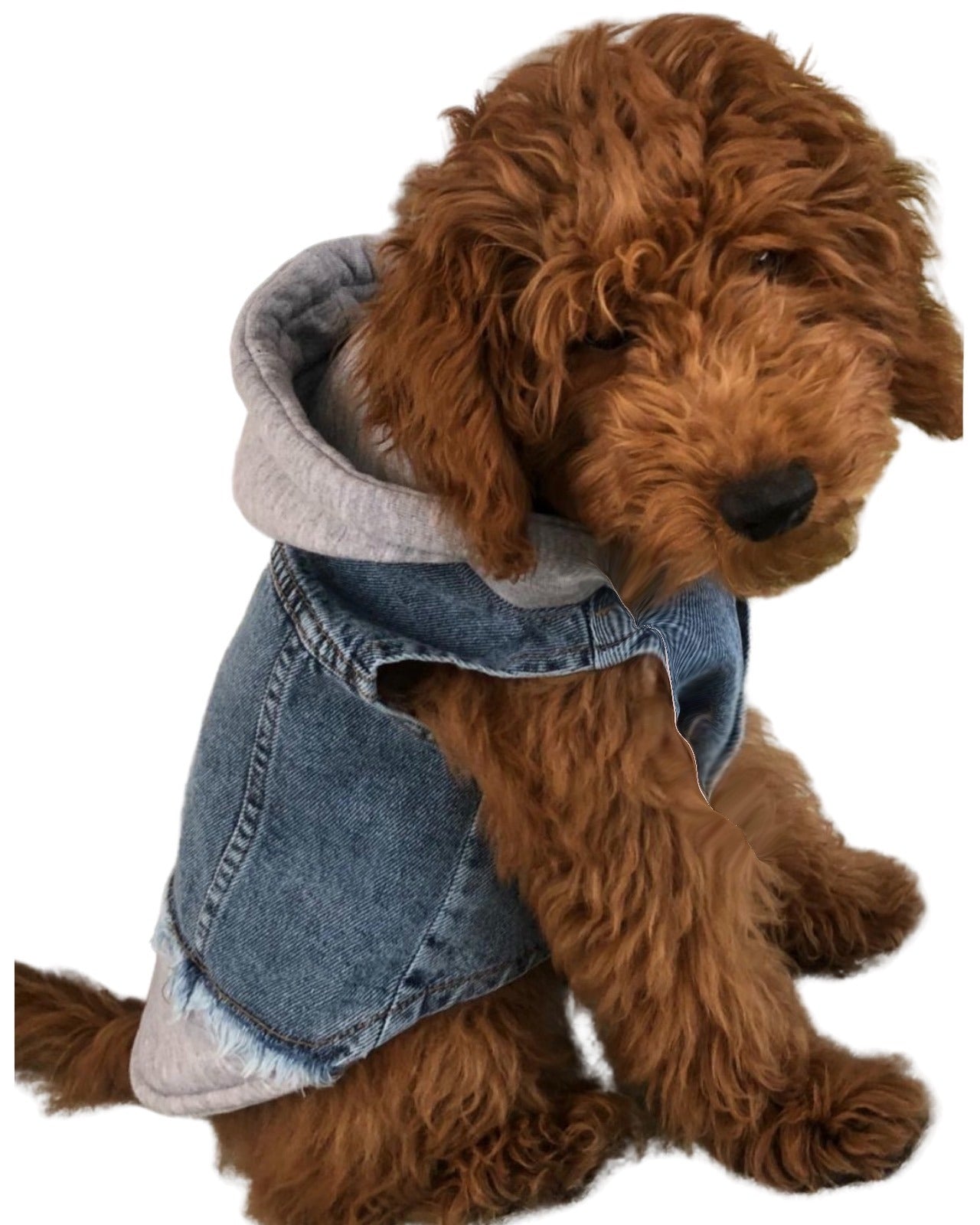 BALP Grey Jeans, Denim Jacket for Dog, Small pets, Dogs Luxury Clothes