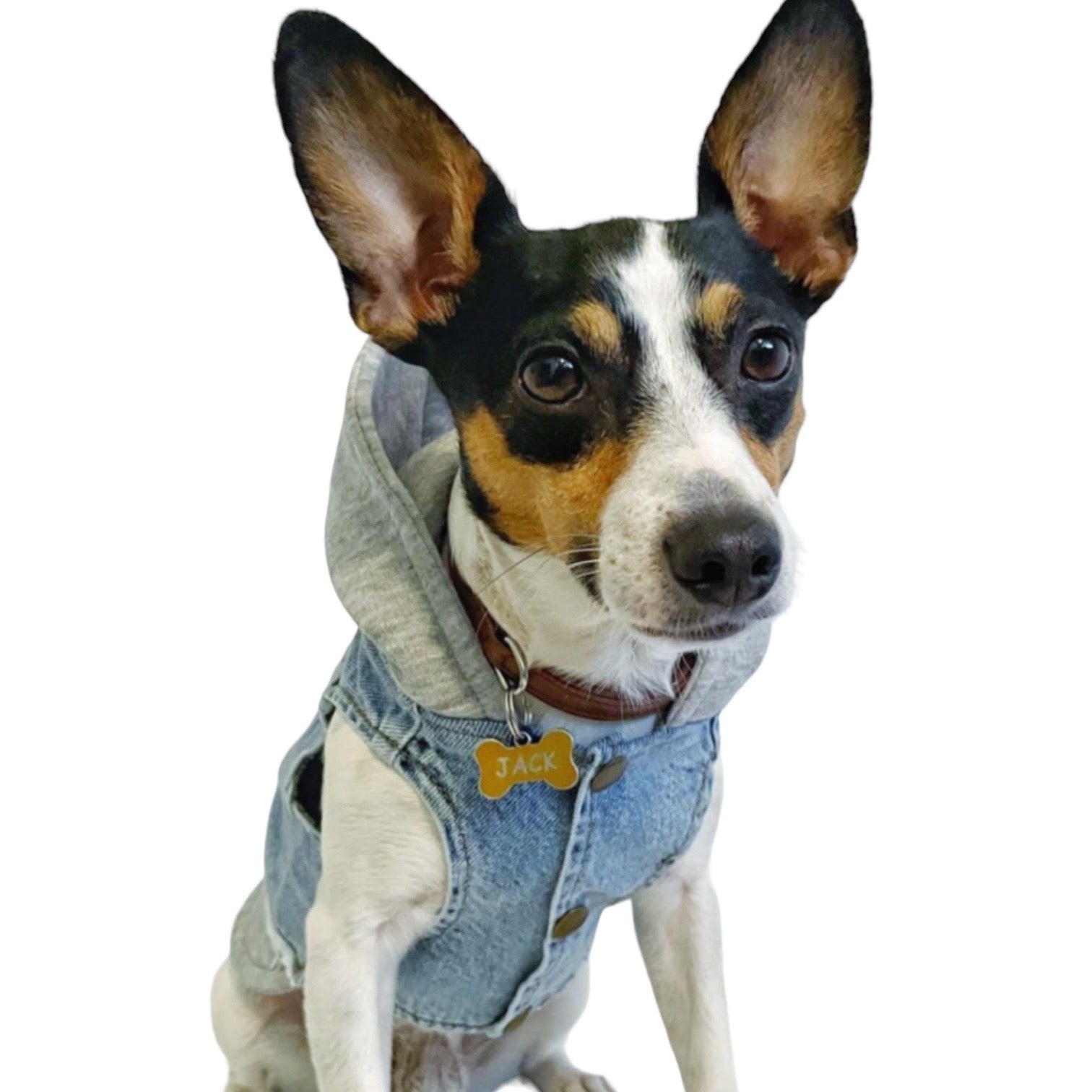 BALP Grey Jeans, Denim Jacket for Dog, Small pets, Dogs Luxury Clothes